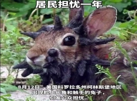 美国一社区遭遇“变种怪兔”入侵  异常特征：头部长有奇异黑角与触手-天马资源分享网